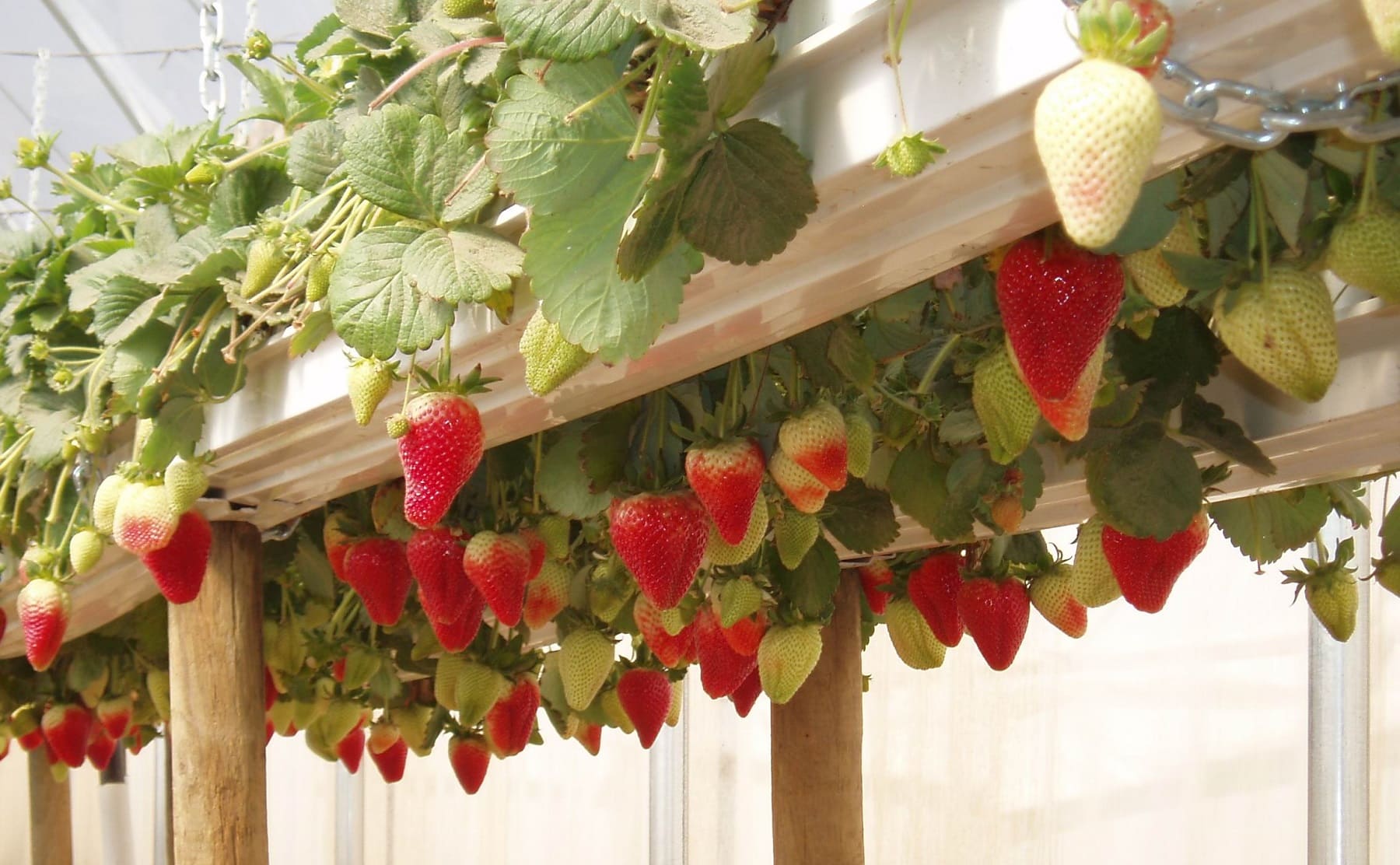 Blossom Agritech