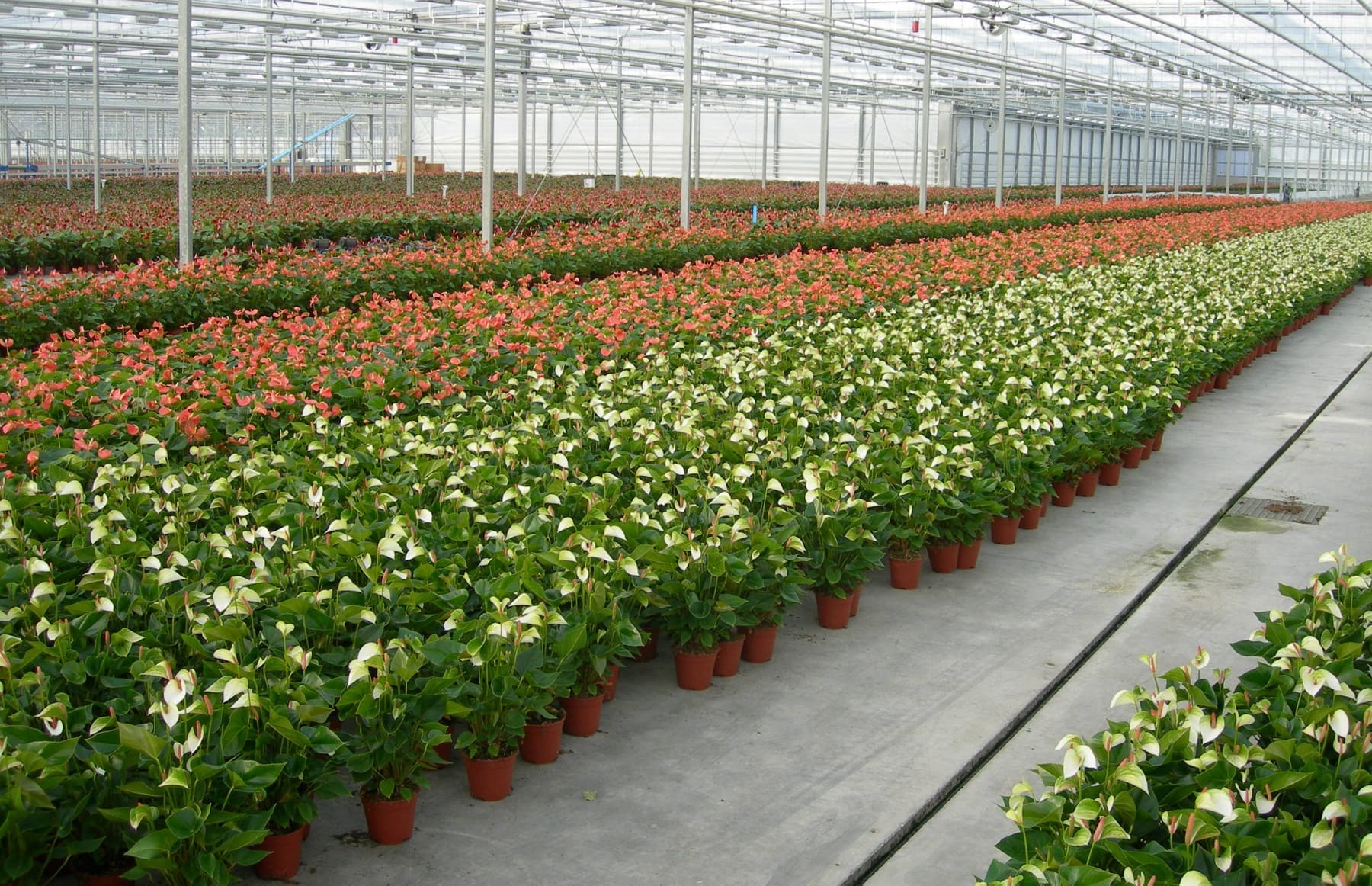 Blossom Agritech