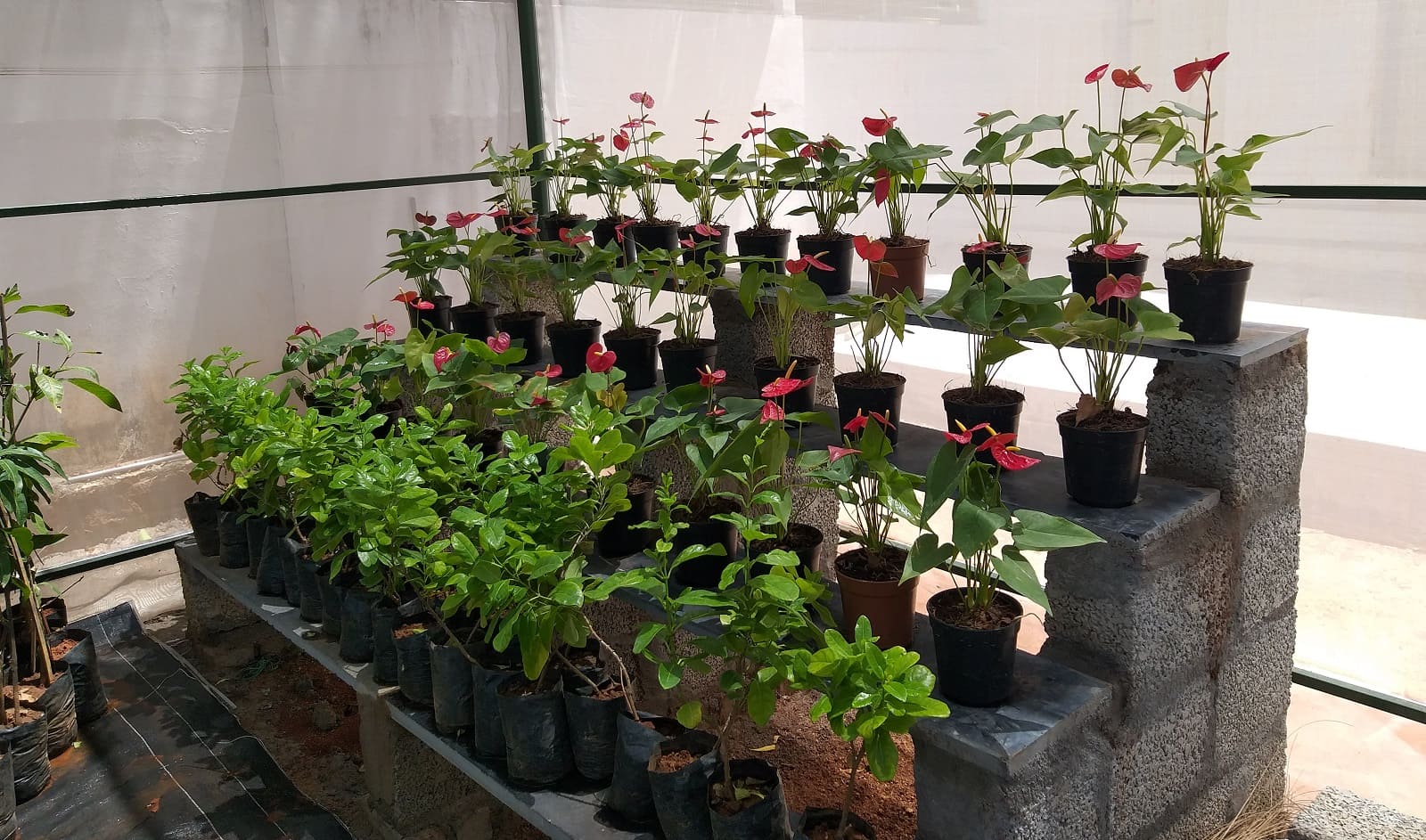 Blossom Agritech