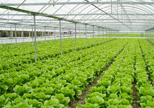 Commercial Hi-Tech Agriculture Commercial Hi-Tech Agriculture