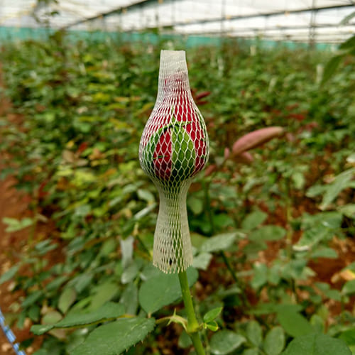 Rose Bud Cap
