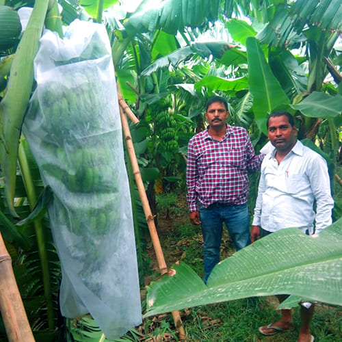 Banana Cover