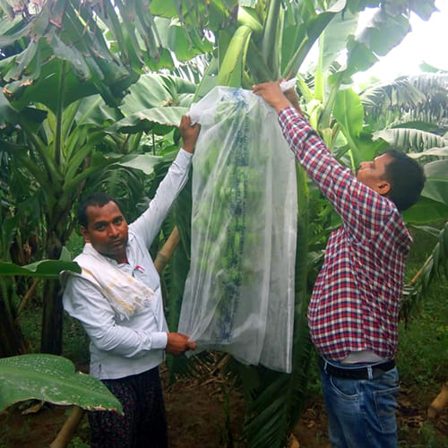 Banana Cover