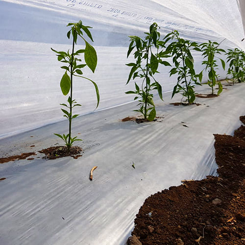 Crop Cover