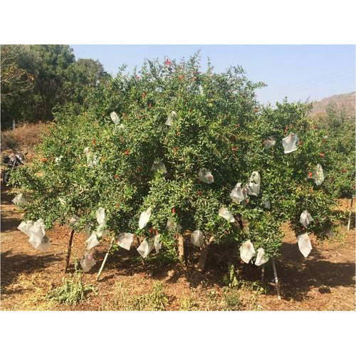 Fruit Cover