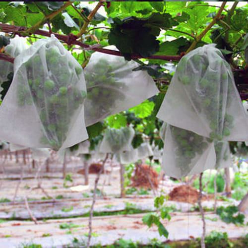 Fruit Cover