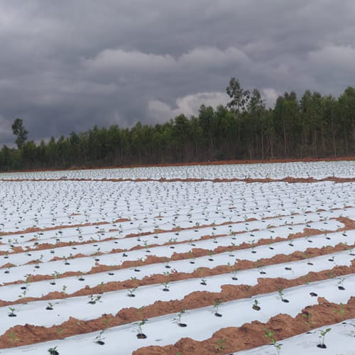 Ginegar Mulch
