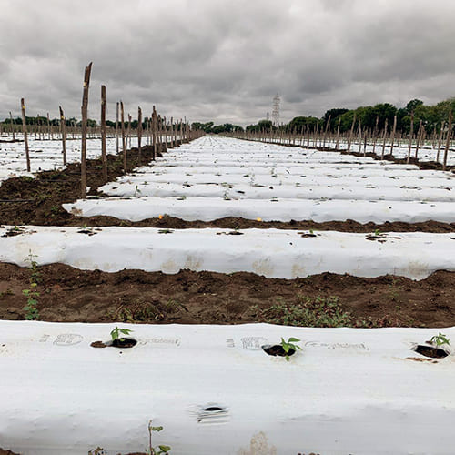 Ginegar Mulch