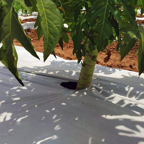 Ginegar Mulch