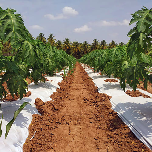 Ginegar Mulch