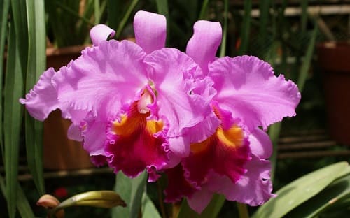 Orchids