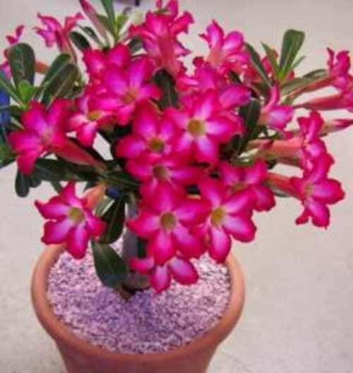 Adenium Obesium