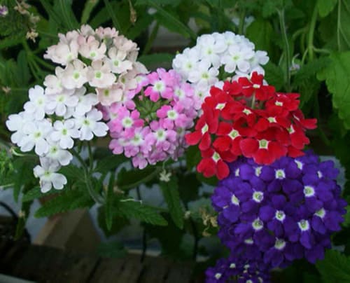 Verbena Mix