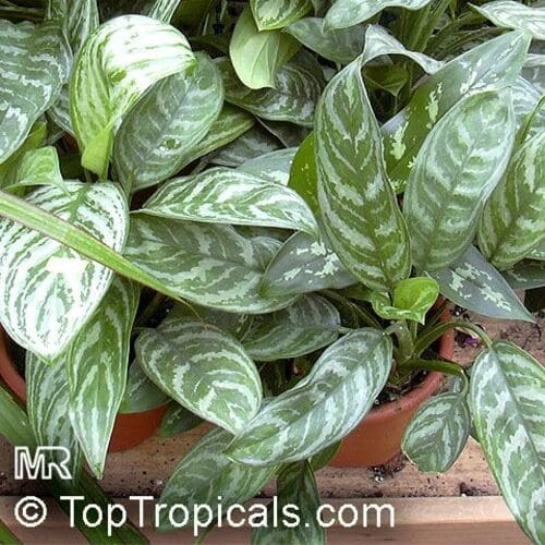 Aglaonema Commutatum