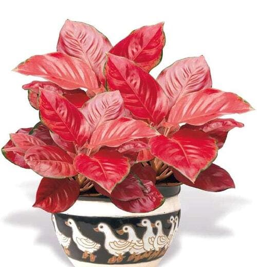 Aglaonema