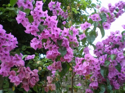 Bouganvilla