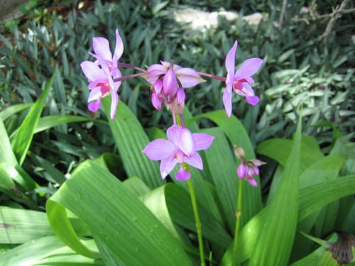 Ground Orchid