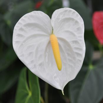 White Anthurium